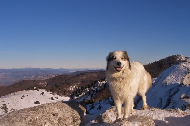 perro tornjak en la montaña