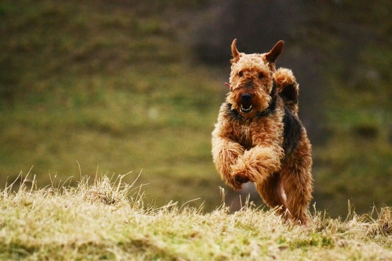 airedale terrier corriendo en un campo