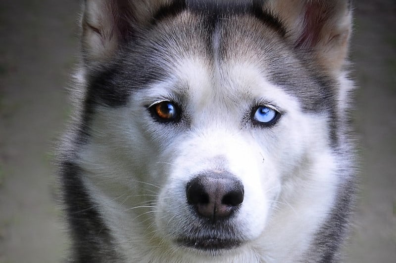 bi eyed husky