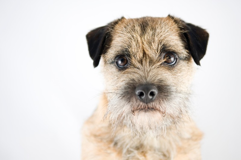 border terrier retrato