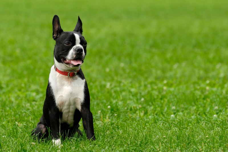 boston terrier sentado en cesped