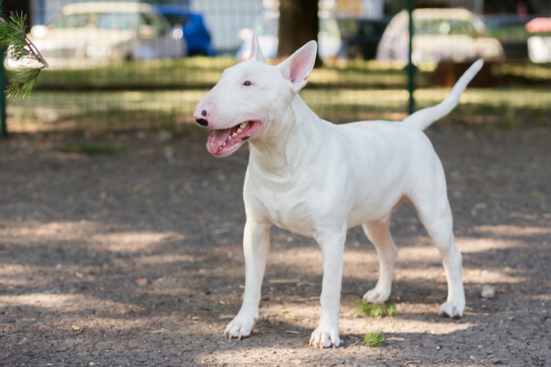 bull terrier blanco