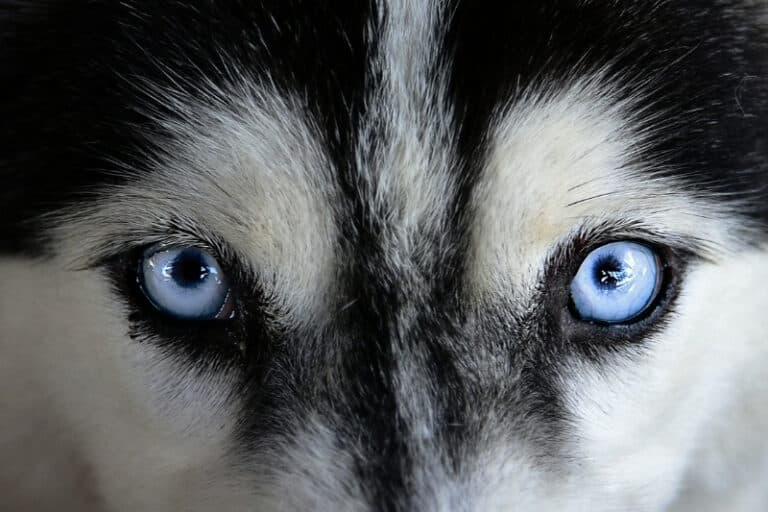 All the Siberian Husky Eye Colors Explained (With Pictures!)