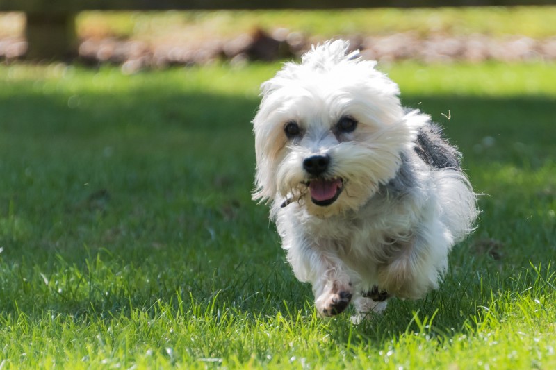 dandie dinmont terrier corriendo