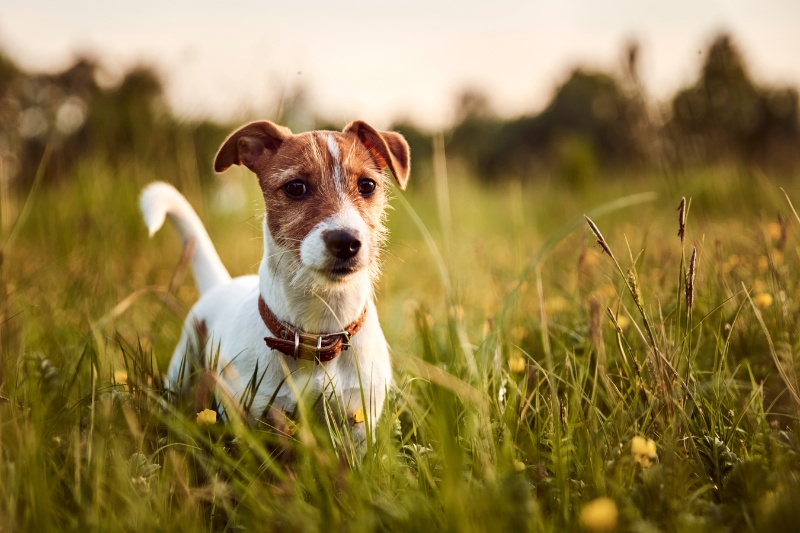 jack russell terrier en un campo puesta de sol