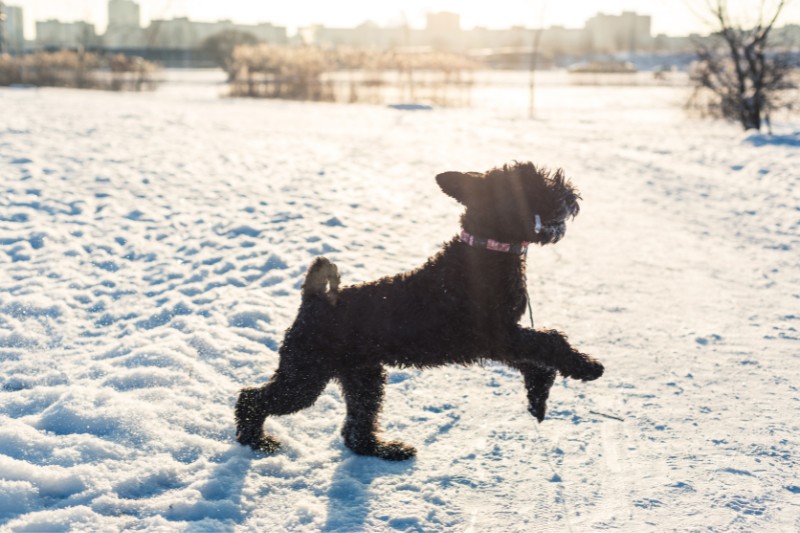 kerry blue terrier nieve