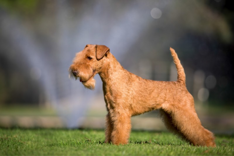 lakeland terrier visto de lado