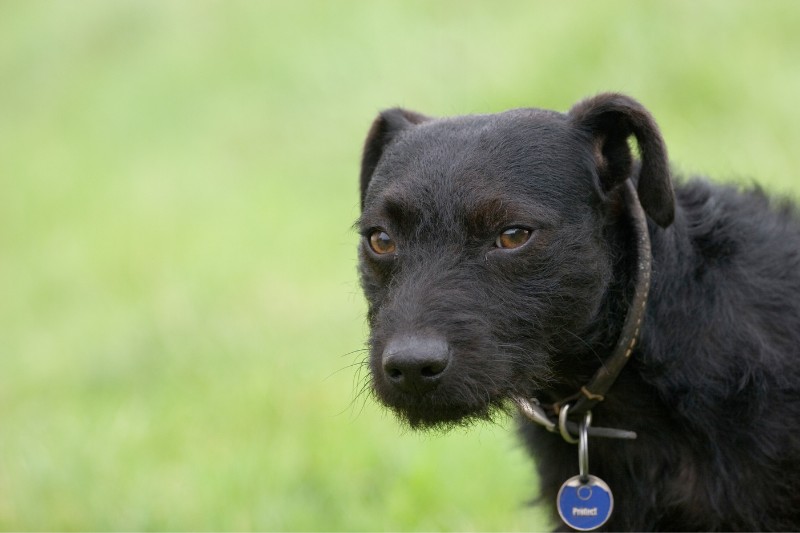 patterdale terrier retrato