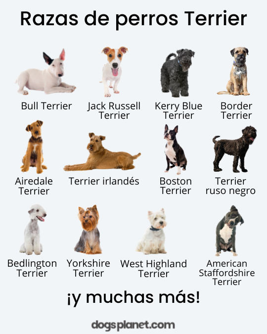 razas de perros terrier