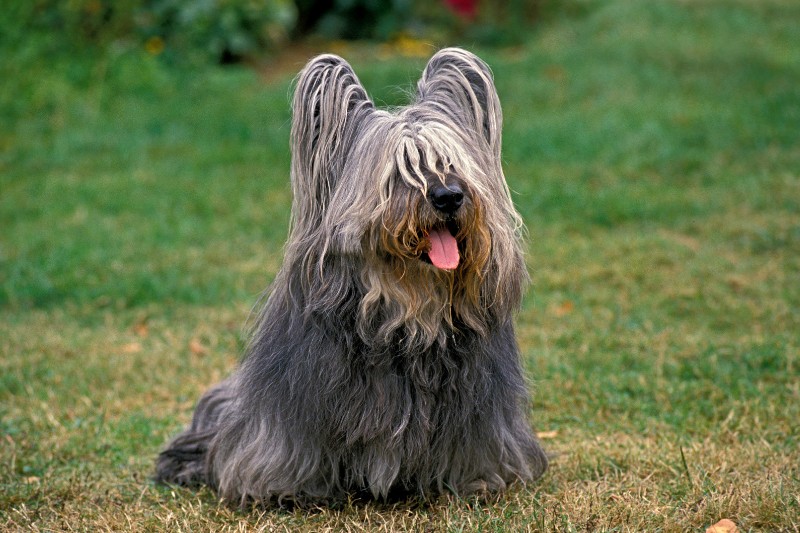 skye terrier sentado en cesped