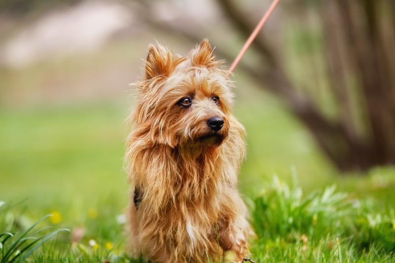 terrier australia retrato