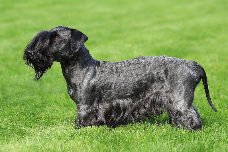 terrier checo de pie en cesped