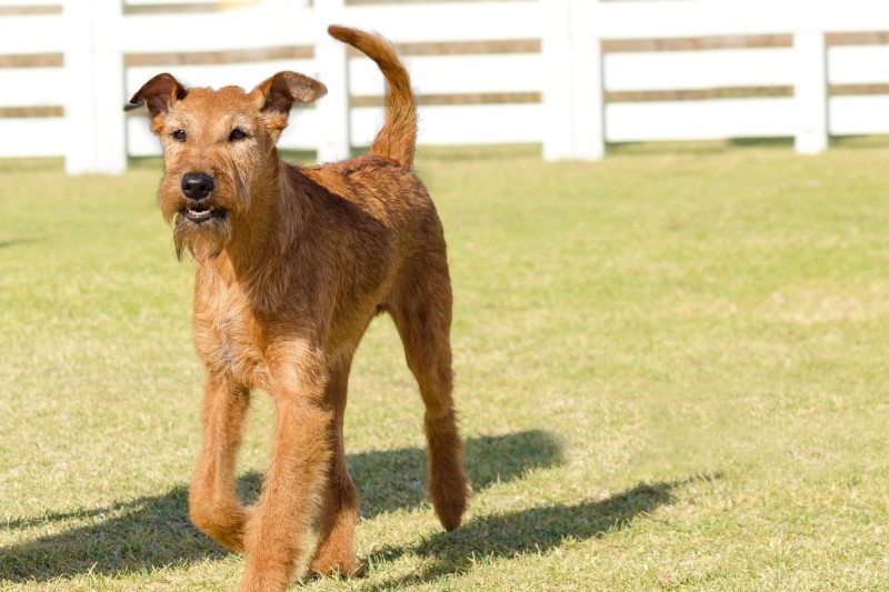 terrier irlandes en cesped