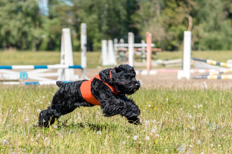 terrier ruso negro corriendo