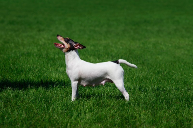 toy terrier americano en cesped