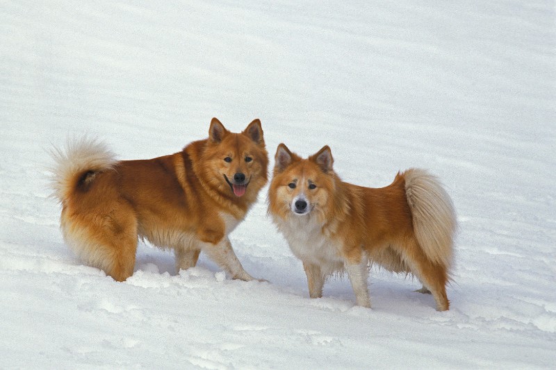 two icelandic sheepdogs in snow