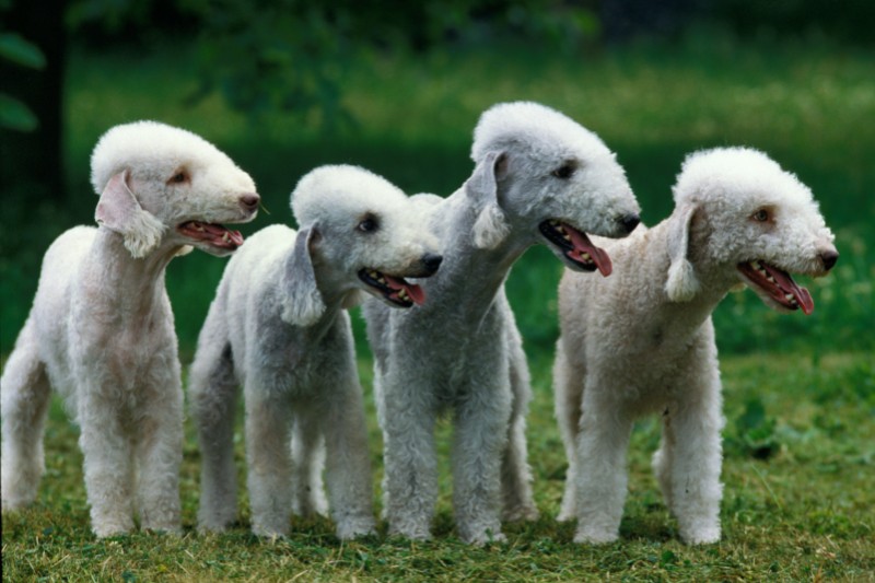 4 bedlington terriers juntos