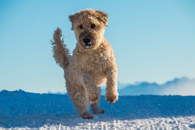 Irish Soft Coated Wheaten Terrier saltando