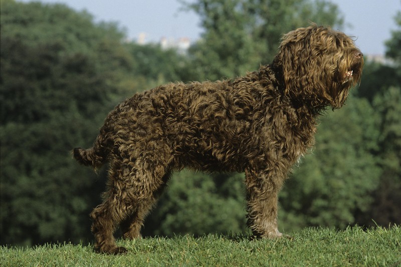 barbet perro de pie