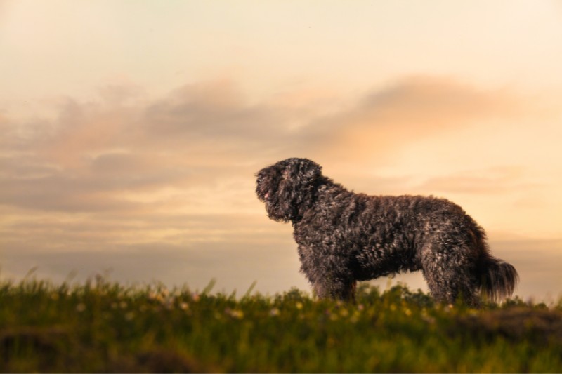 bouvier des flandres puesta de sol en un campo