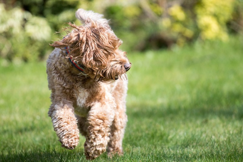 cockapoo corriendo