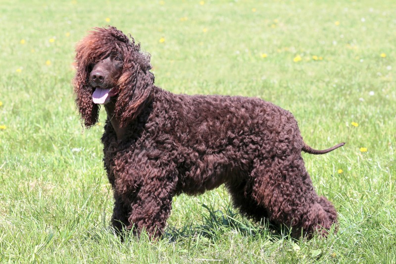 irish water spaniel en un jardin