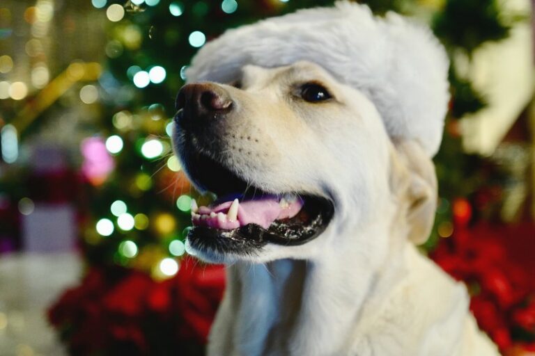15 Alimentos de Navidad Peligrosos Para tu Perro