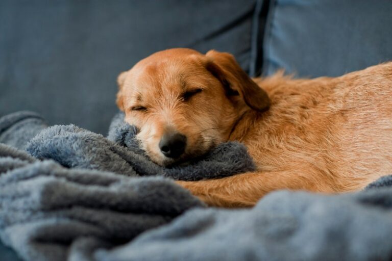 Las 10 mejores mantas térmicas y eléctricas para perros