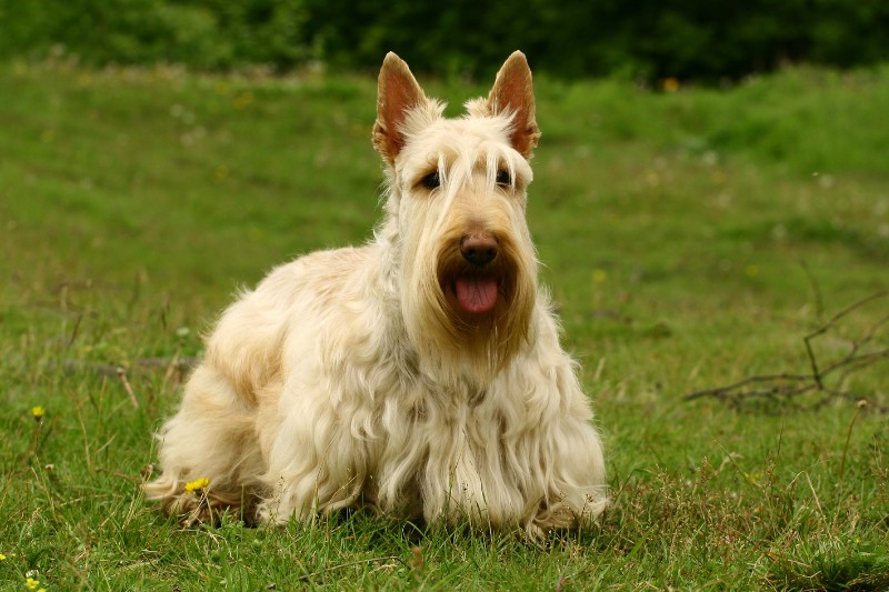 standing yellow scottish terrier