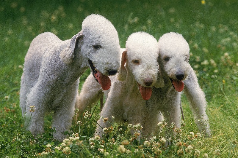 12 Razas de Perros que Parecen Ovejas (¡Con Fotos!)