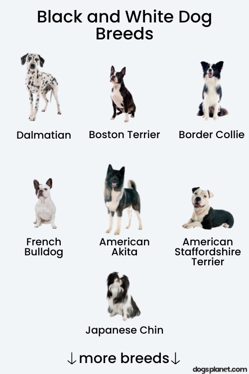 Black and White Dog Breeds