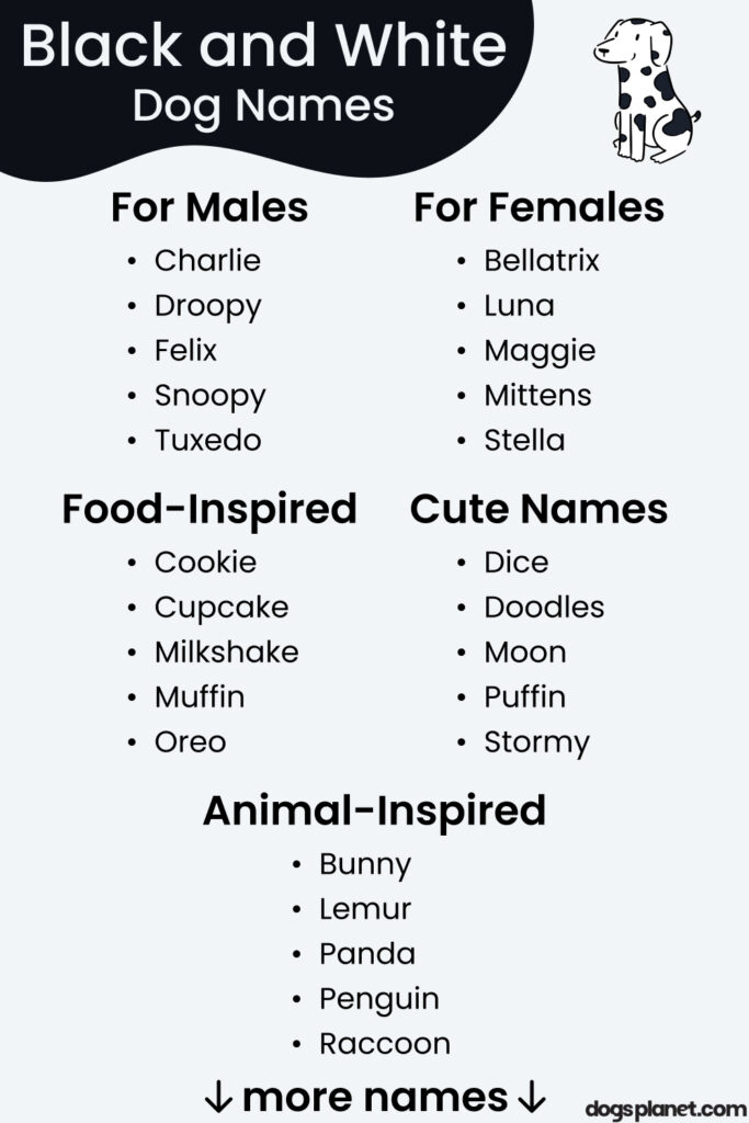 Black and White Dog Names