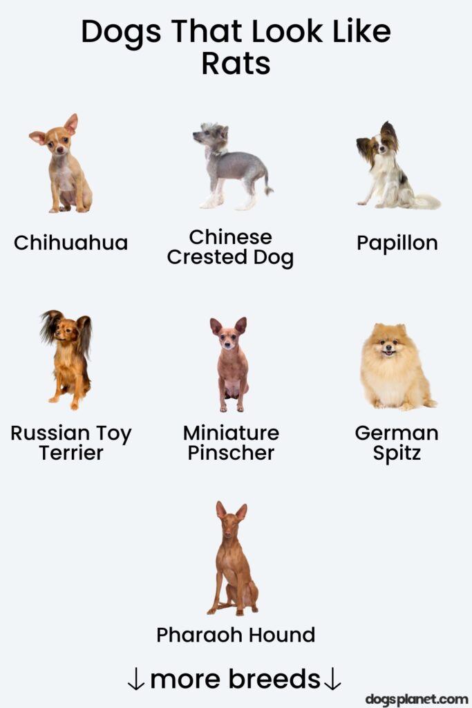 Dogs That Look Like Rats