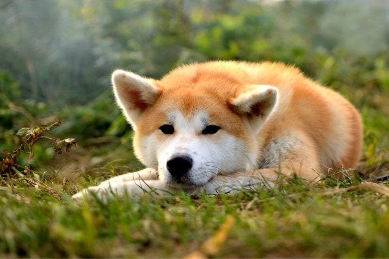 akita inu lying down portrait