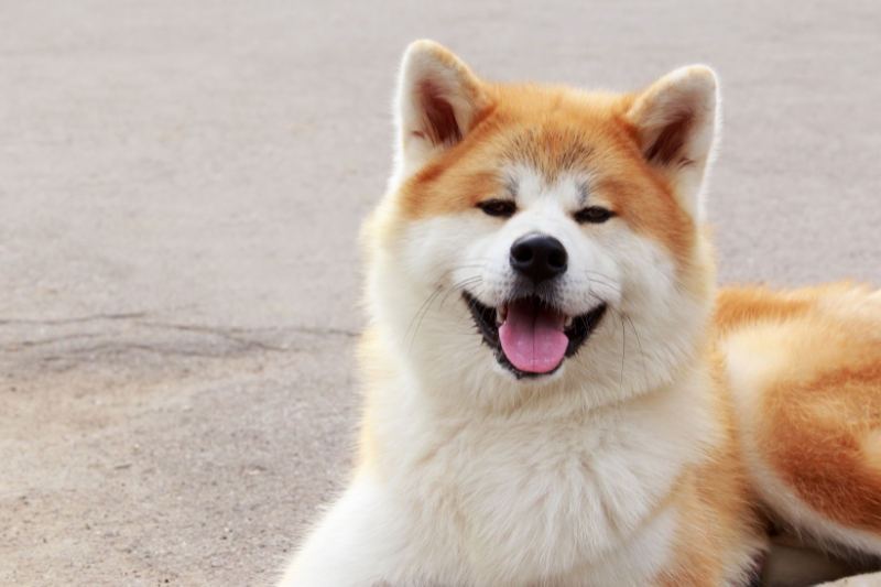 akita inu with tongue out