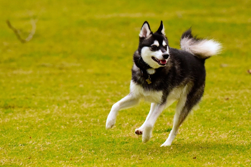 alaskan klee kai running