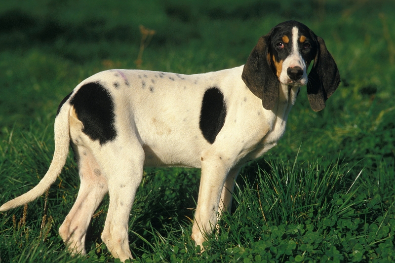 ariegeois dog in a field