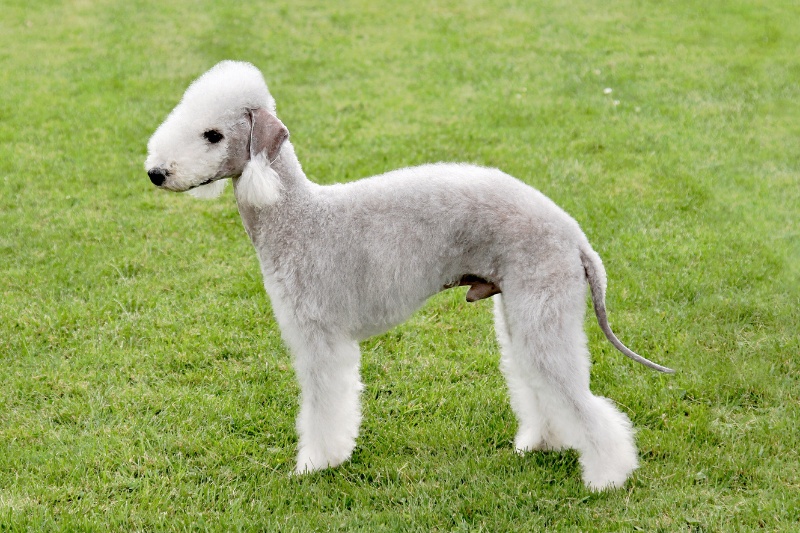 bedlington terrier standing on grass