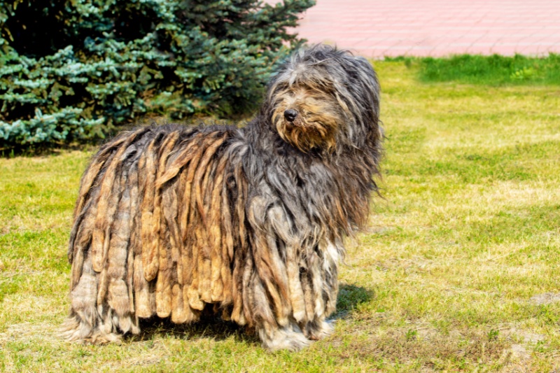 bergamasco shepherd side view