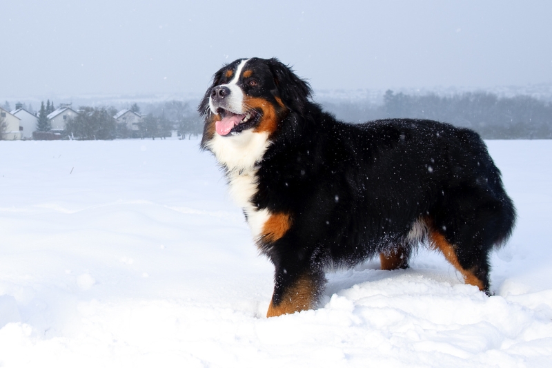 perro boyero de berna en la nieve