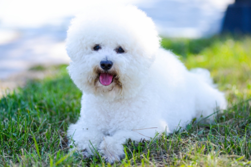 bichon frise lying on grass