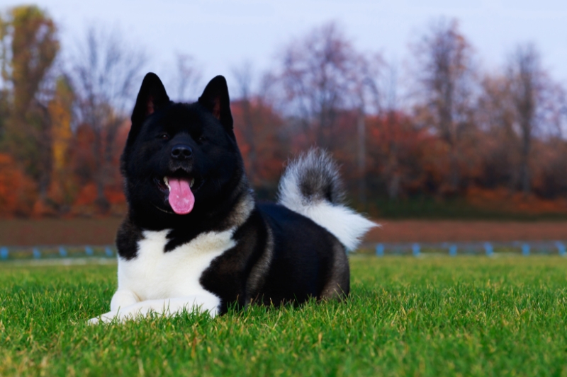 black and white american akita lying down