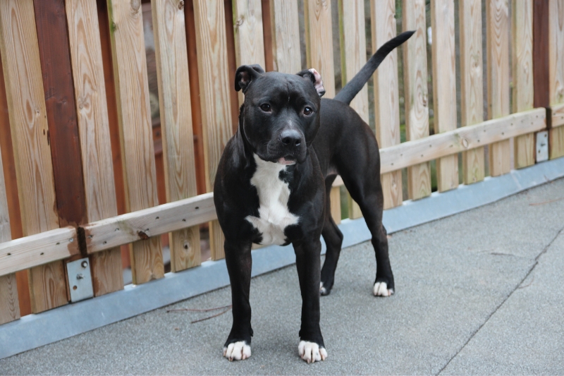 black and white american staffordshire terrier