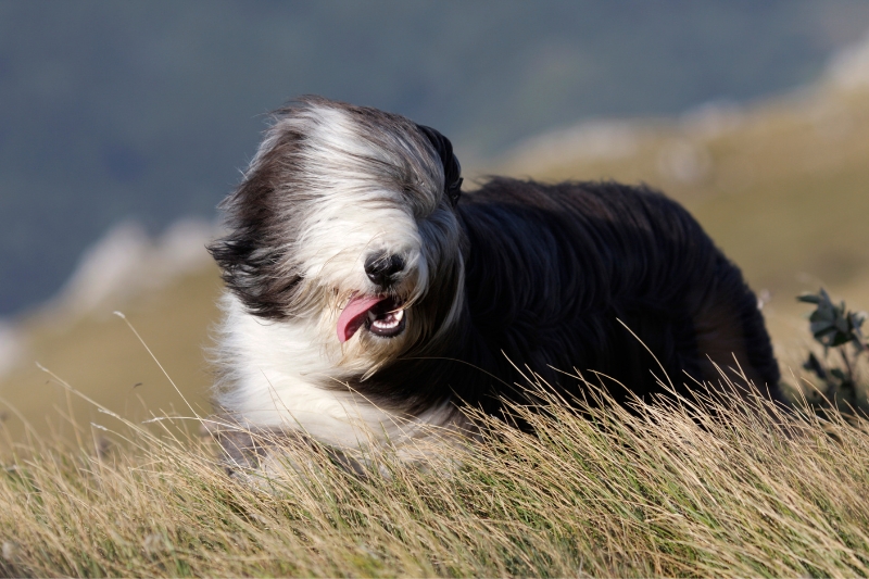 black and white bearded collie in a field