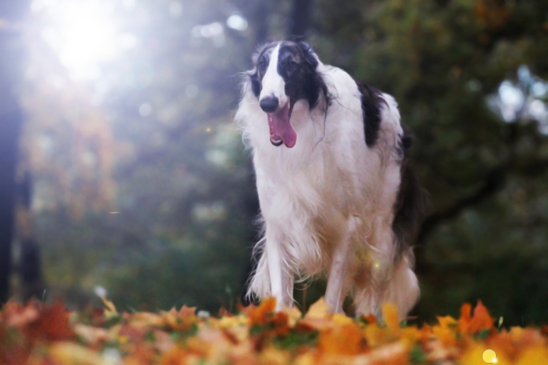 black and white borzoi running