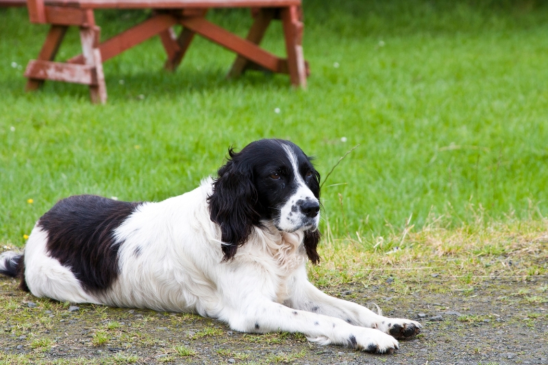 black and white english springer spaniel lying down in front of a picnic table