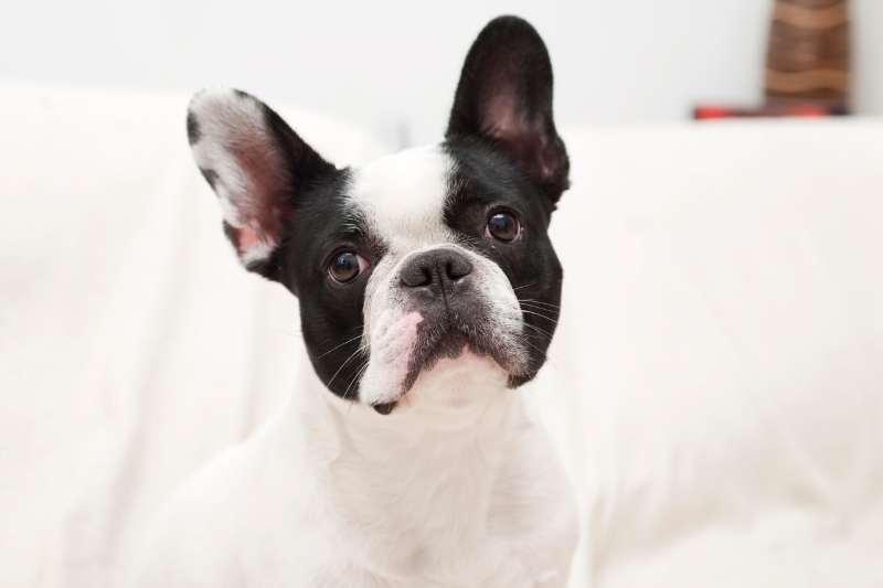 black and white french bulldog portrait