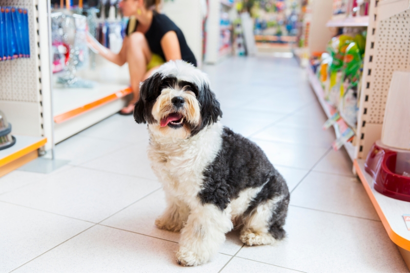 black and white tibetan terrier in a supermarket