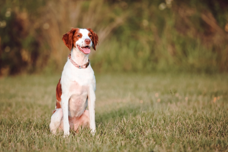 brittany spaniel standing in field