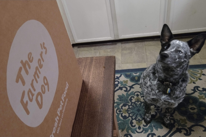 brother looking at the farmers dog box